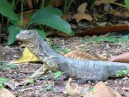 JARDIN BOTANIQUE Varan (1)