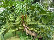 JARDIN BOTANIQUE ses arbres (11)