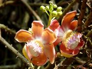 JARDIN BOTANIQUE ses fleurs (27)