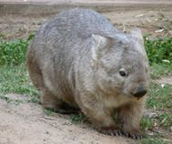 Rockhampton Zoo wombat (6) - Copie