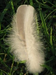 plume1.JPG