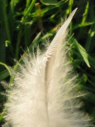 plume2.JPG