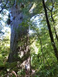 FORÊT KAURI (32)