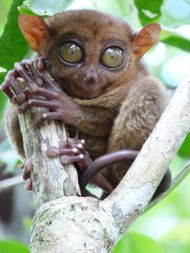 BOHOL Tarsier (7)