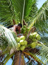 EL NIDO Dégustation de coco (3a)