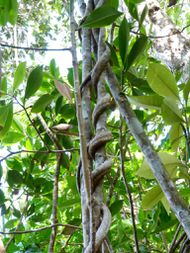 SABANG Rando jungle (6)