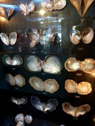 Papetee Musée de la perle (1)