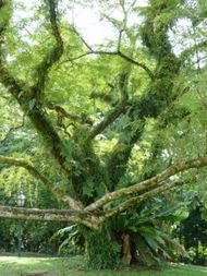JARDIN BOTANIQUE ses arbres (13)