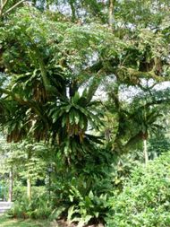 JARDIN BOTANIQUE ses arbres (20)