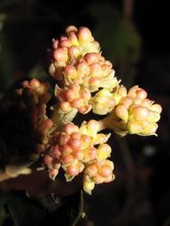 viburnum carlcephalum 1 mars 13