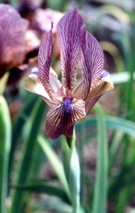 iris lineata