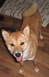 shiba-europeen.jpg