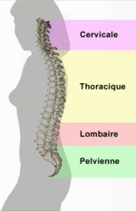 150px-Spinal column curvature (french)