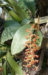 220px-Liparis_crenulata_OrchidsBln0906-1-.jpg