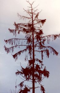 arbre.jpg