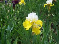 100_4409.JPG