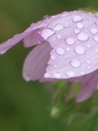 mauve2.jpg