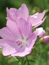 mauve4.jpg