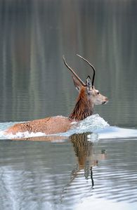 chasses-2012-0865m.jpg