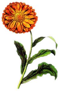 ringelblume