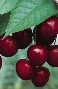 cerises