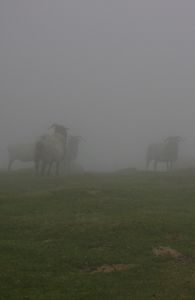 moutons-bask.jpg