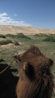 Desert de Gobi (229)