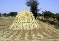 Dakoussa 2010 044