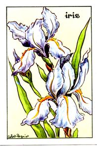 fleur013