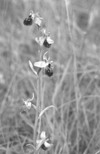 9 Ophrys aranifera