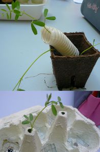 BLOG PLANTES