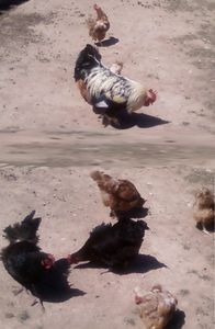 Le coq et ses poules