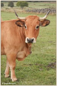 Rando environs de Boree vache aubrac 2