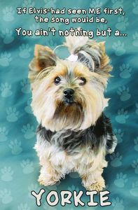 Yorkie2011