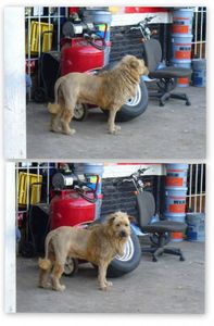 chien-lion.jpeg