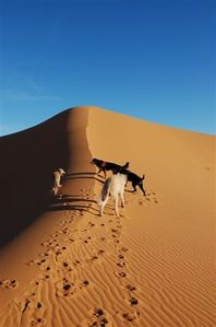 Erg-Chebbi-075.jpg