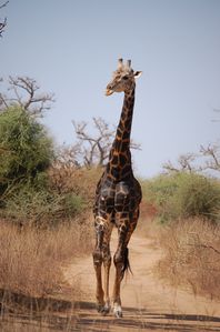 Reserve-de-Bandia-Senegal-084.jpg