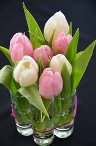 1an Caliste tulipes