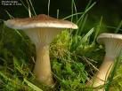 Clitocybe Clavipes T 1
