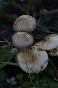 champignon0619 1