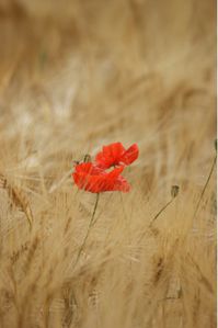 coquelicot (5)