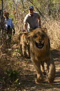 Lions-Zimbabwe-012.jpg