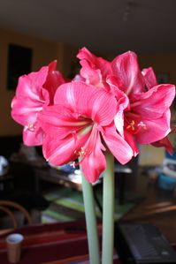 Amaryllis (7)