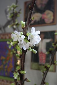 IMG_2098.jpg