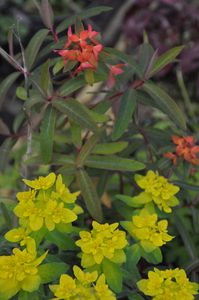 Euphorbia-griffithii-et-polychroma.JPG