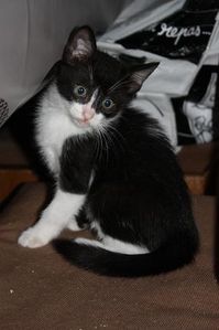 ChatonsChristine1.jpg