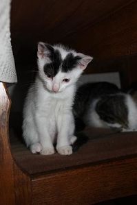 ChatonsChristine3.jpg