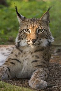 Lynxboreal-bernard-landgraf-wikipedia.jpg