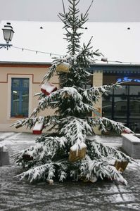 008-Sapin-de-Noel-sous-la-neige-jpg