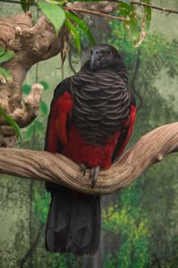 perroquet de Pesquet (Zoo Parc de Beauval)